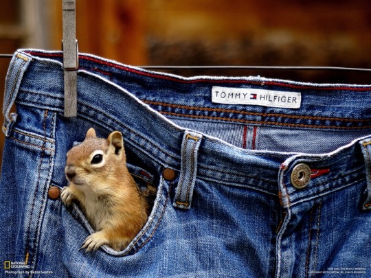 Cheer Up Post #4340 - Animals in Pockets adult photos