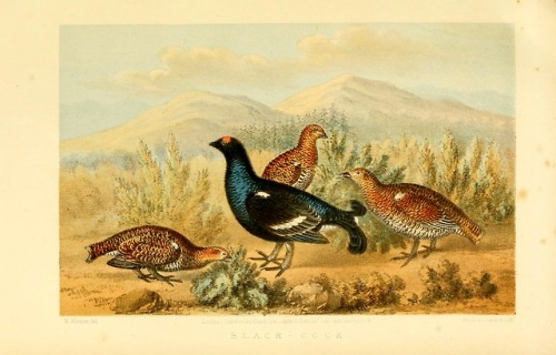 wapiti3: The game birds and wild fowl of Sweden and NorwayBy Lloyd, L. (Llewelyn), 1792–187 Pu