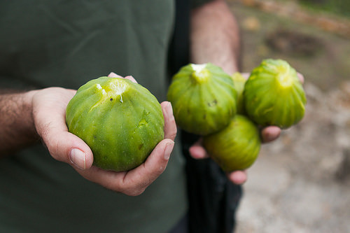 ferribotti: Verde SicilianoVerde come pistacchio, come la campagna a primavera, come i fichi maturi 