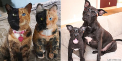 unmotivating:  This Company Makes Exact Plush Replicas Of Your Pets