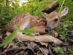 deer, dreaming