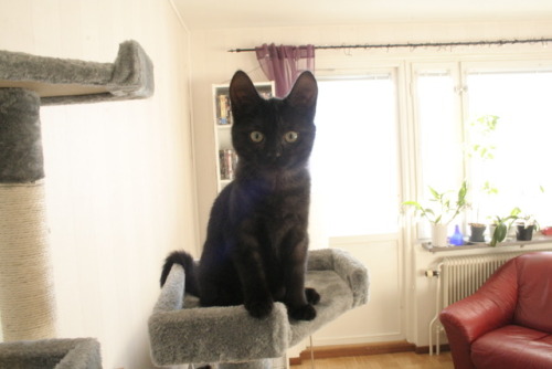 ramadiiiisme: My darling kitten Myrah &lt;3