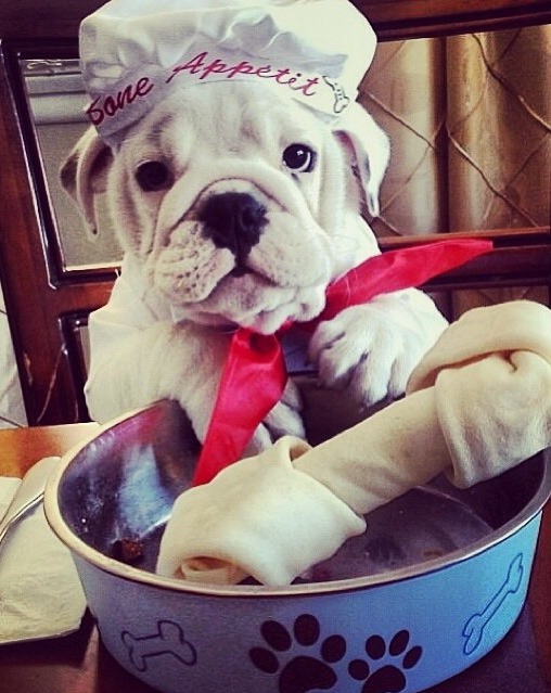 English Bulldog Love