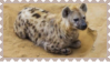 yeena loaf