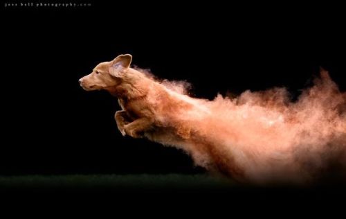 “ I Tossed Powder On Some Dogs, And The Result Turned Out Amazing (13 Images) “