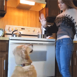 onlylolgifs:  That friend who isn’t happy until they get a high five
