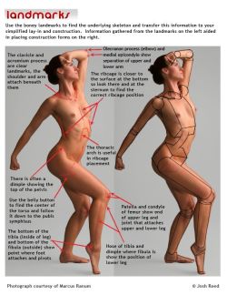 fucktonofanatomyreferencesreborn:  A glorious fuck-ton of muscular female references. [From various sources] 
