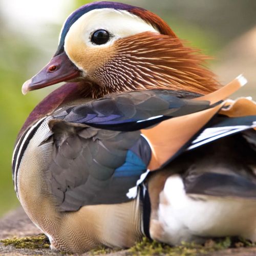 Aren&rsquo;t Mandarin ducks beautiful  . . . #duck #mandarinduck #bird #birdphotography #photogr