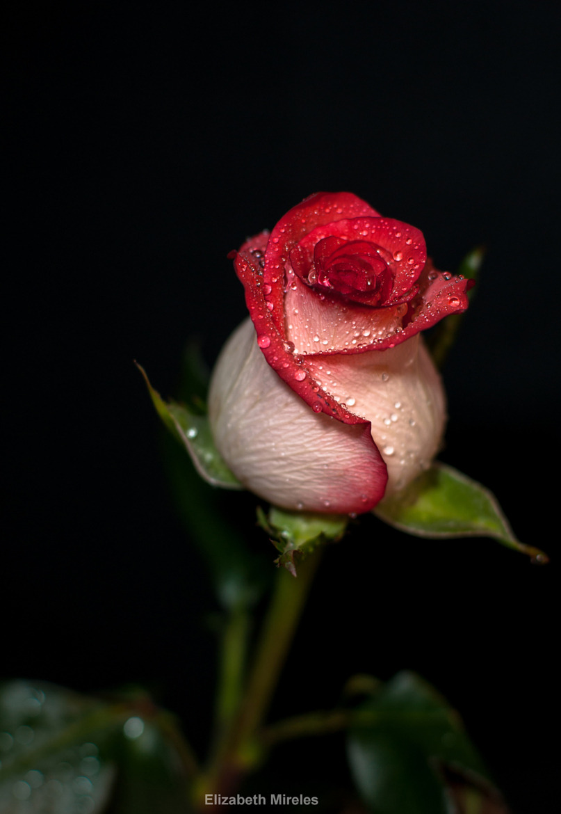 wowtastic-nature:  Rose I by Elizabeth Mireles / 500px