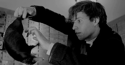 winchestheart:Despite their altercation, Newt is fond of the Niffler. He grins as he tickles its sto