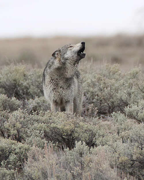 foreverthel0newolf:   Yellowstone’s Big Gray Howling in the Sage   Photo by Gerry Sibell      