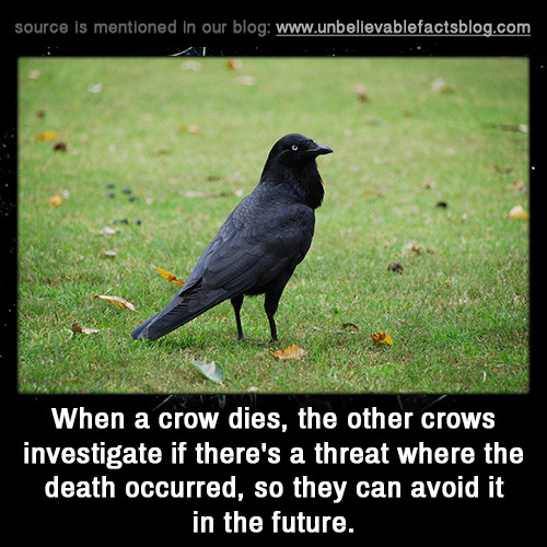 unbelievable-facts:When a crow dies, the other crows investigate if there’s a threat where the death