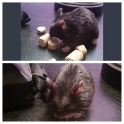 My Girllll @Krisoakley Needed Someone To Adopt This Little Hammy. So I Now Have 4