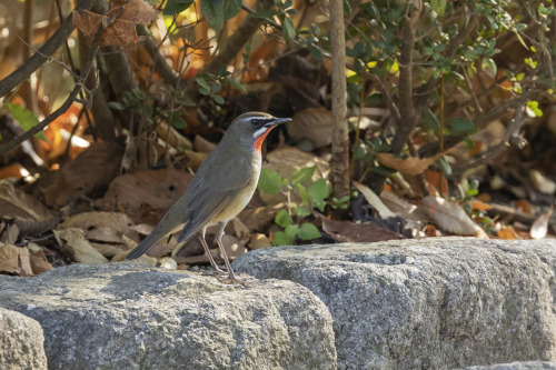 ノゴマ（Siberian Rubythroat）