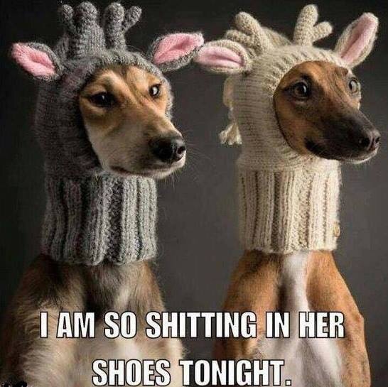 wvgurl71:  😂😂😂cute though
