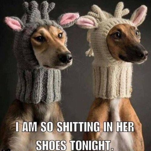 wvgurl71:  😂😂😂cute though