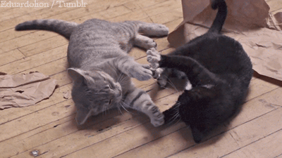 saeed-alshehri:  dyeknittinkdye:  nymph-hopes:  Best thing ever.  It’s like watching the Matrix, but with kittens.  