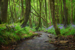 te5seract:Bluebell Forest &amp; Cornish Woodland by  Michael Breitung  