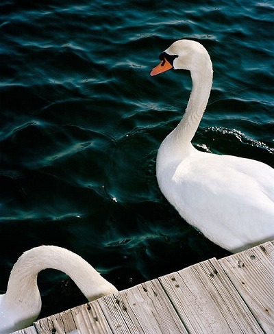 Swan Lake Photography by Corey Olsen WWW.SH8NA.TUMBLR.COM