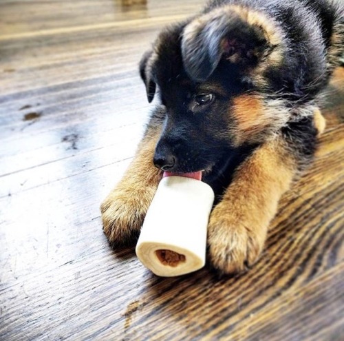 Did you know Filled Bones can be great for young pups that are teething? Enter our Summer of Flavor 