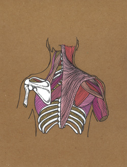 fuckyeahmedicaldiagrams:  Back by Andrea Farina Gouache &amp; ink on chipboard