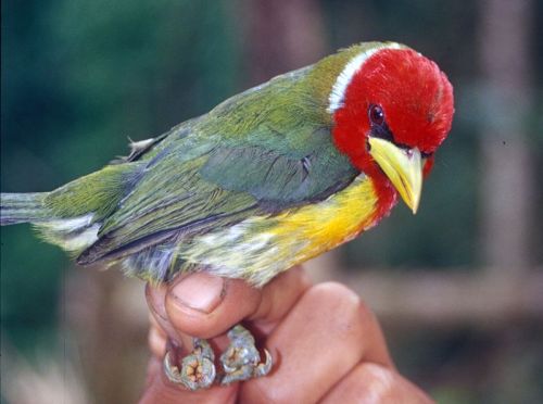astronomy-to-zoology: Red-headed Barbet (Eubucco bourcierii) …a species of American barbet (C