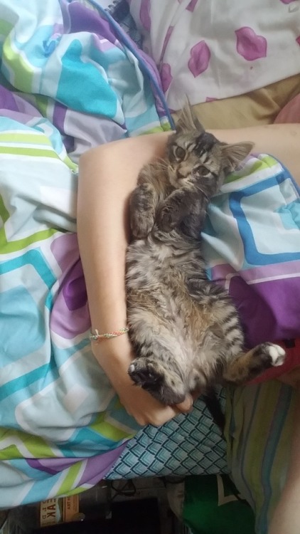 unflatteringcatselfies:  I’d say that Lars is settling in well