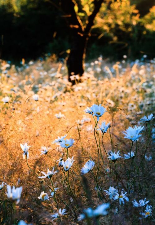 Meadow Sunbeam by Royston Hunt “A meadow in the late afternoon with ox-eye daisies.”