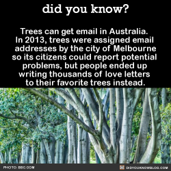 wanderingineden: did-you-kno:  Trees can get email in Australia.  In 2013, trees were assigned email  addresses by the city of Melbourne  so its citizens could report potential  problems, but people ended up  writing thousands of love letters  to their