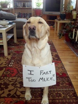 dogshaming:  Full of “it”  Bella is precious but can be toxic!