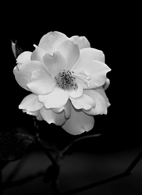 REMEMBERLESS
