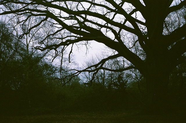 vhord:  grett:  untitled by SkeletonDance on Flickr.   strictly nature