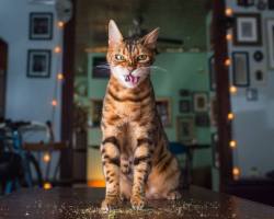 aww-so-pretty:  Cats high on catnip. Credit: Andrew Marttila (@iamthecatphotographer) 