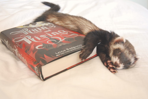 the-book-ferret:  Finished this lovely this adult photos
