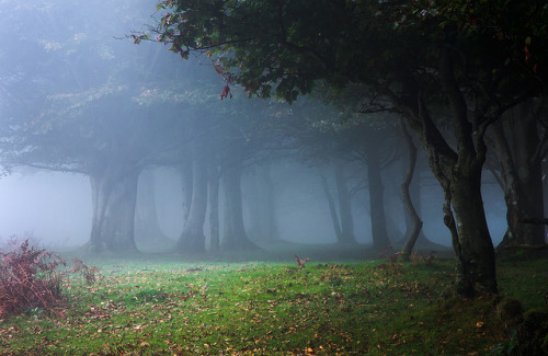 thereflectingthicket - Millennium Journey