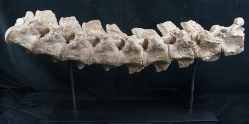 fossilera:A new premium fossil listing at FossilEra.com  Nine articulated and fused vertebrae of a M