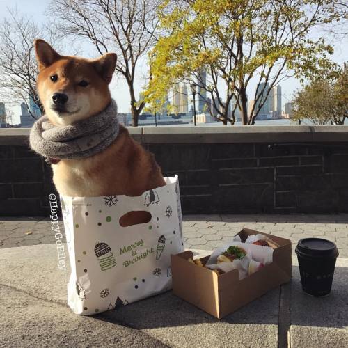 happygoriley:@shakeshack Doggy Bag. #doggybag #togo #shakeshack #dogswhobrunch #eater #infatuation #