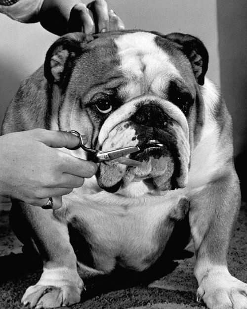 A bulldog having his whiskers trimmed in preparation for the Westminster Dog show in 1954. George Silk