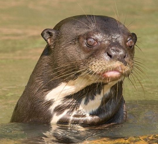 trows:  attentionore:  vicmorrowsghost:  dimetrodone:  Sea otters and giant river otters are like if someone got two artists to design a giant otter, but ended up with two very different ideas on what they should look like cause one draws hello kitty