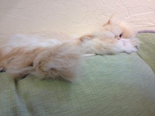 lucifurfluffypants:I’m not coming out until Monday is over. 