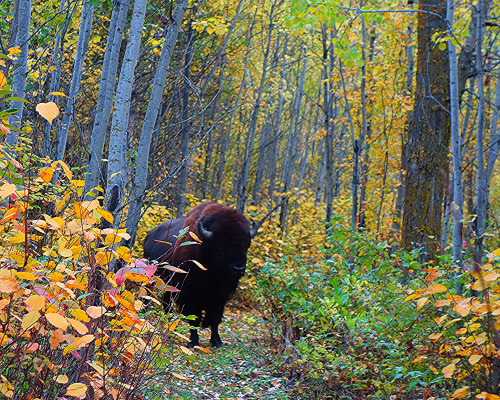 wapiti3:THE SLOWER YOU GO THE BIGGER YOUR WORLD GETS!my hiking buddy! he stayed with me for about 6 