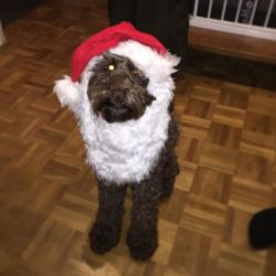 Santa paws bruce #cockapoosofinstagram #Christmas