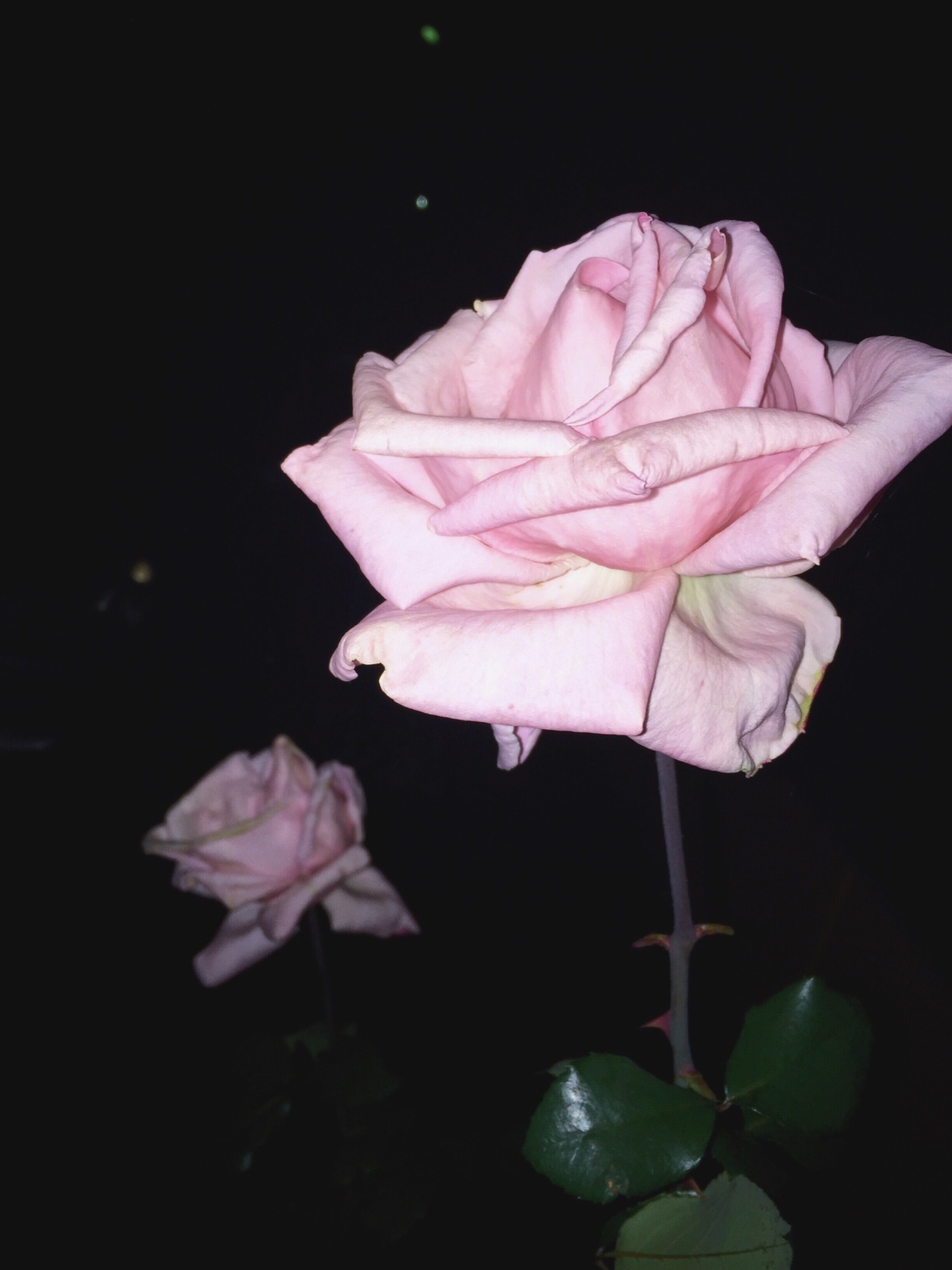 lonely for you only