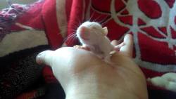 switch–craft: This is Happy Rat  Re-blog the happy baby rat to ensure merriment, delight, and overall well-being throughout your life Ignore and nothing bad will happen to you, because happy rat couldn’t hurt a fly I mean look at her she’s so innocent!