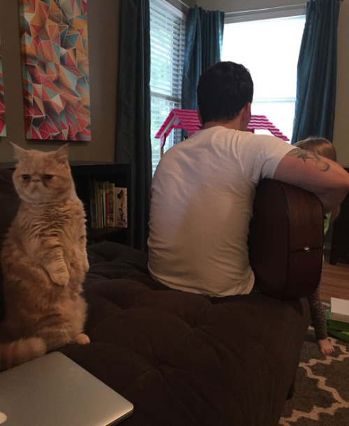 demiurgeaesthetics:  magnolia-noire:  tastefullyoffensive:  He looks so concerned about everything. (photos by egzo)Previously: Albert the Angry Sheep Cat  I don’t like him  Is this Garfield? 