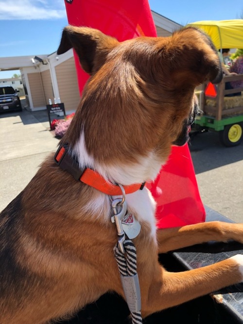 123rd annual Irrigation Festival parade this morning and then a car show after , Freya enjoyed all the people