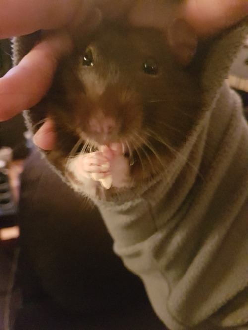 stinkyratties: I just wanted to share my stinker’s love for hummus. He squeezes it until it ha