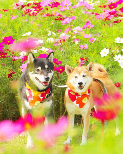 inkxlenses:  Kenshiro & Yuria loves flower