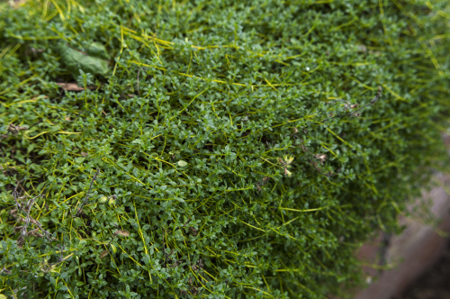 pragmaculture:Creeping thyme cascading over the brick walls in the glasshouse 