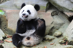 giantpandaphotos:  Fu Hu at Zoo Vienna, Austria,